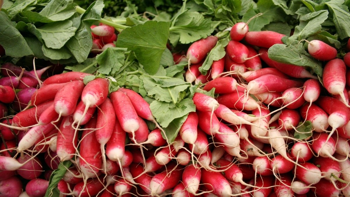 "Les astuces de Mamie : semer des carottes et voir surgir des radis en un rien de temps !"